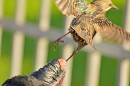 Starling takes off with his hands.It flaps its wings.の写真素材