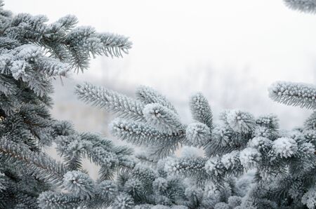 Christmas tree branch in the snow.Winter is cold and frosty.の写真素材
