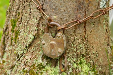 Lock hanging on the iron chain around a large tree.の写真素材