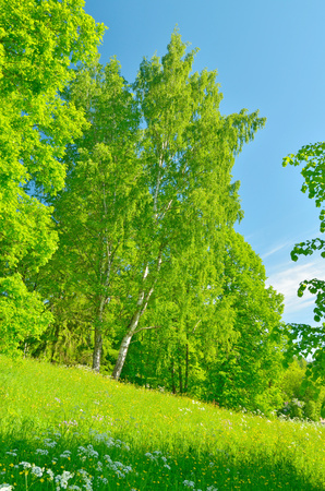 Sunny landscape in the forest.Colorful views of nature with green vegetation.の写真素材