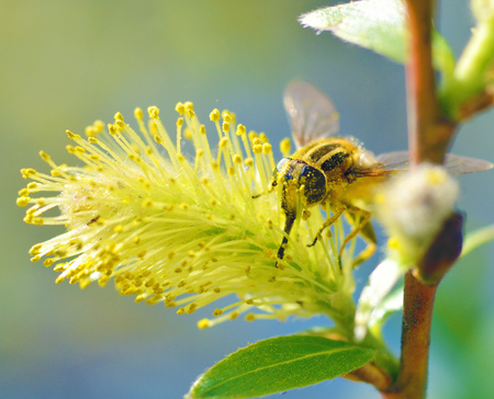 German wasp collects pollen from plants.With warming the life of insects became more active.の写真素材