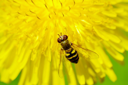 German wasp collects pollen from plants.With warming the life of insects became more active.の写真素材