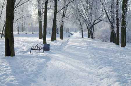 Natural landscape in the Park.On the ground and in the trees is a lot of snow.Beautiful and cold winter.の写真素材