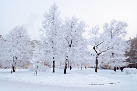 Natural landscape in the Park.On the ground and in the trees is a lot of snow.Beautiful and cold winter.の写真素材