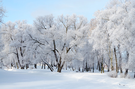 Natural landscape in the Park.On the ground and in the trees is a lot of snow.Beautiful and cold winter.の写真素材