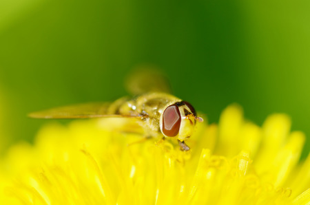 German wasp collects pollen from plants.With warming the life of insects became more active.の写真素材