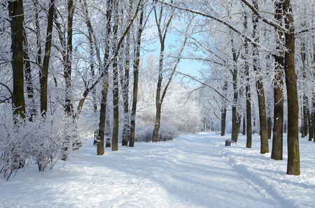 Natural landscape in the Park.On the ground and in the trees is a lot of snow.Beautiful and cold winter.の写真素材