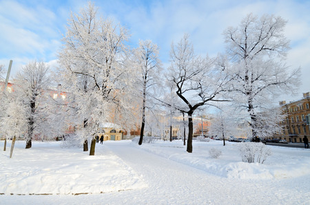 Natural landscape in the Park.On the ground and in the trees is a lot of snow.Beautiful and cold winter.の写真素材