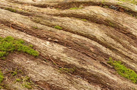 Old, fallen tree.You can see the structure of its fibers.It grows grass and moss.の写真素材