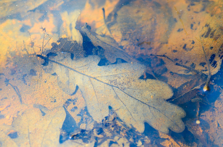 In autumn the leaves fall from the trees.They have a colorful and beautiful look.の写真素材
