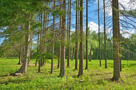 Sunny landscape in the forest.Colorful views of nature with green vegetation.の写真素材