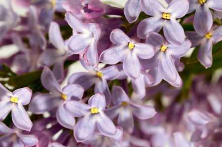 Lilac bloomed in spring.The petals of this flower have a purple color.の写真素材