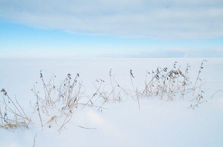 Field covered with snow.In the foreground is growing dry grass.の写真素材