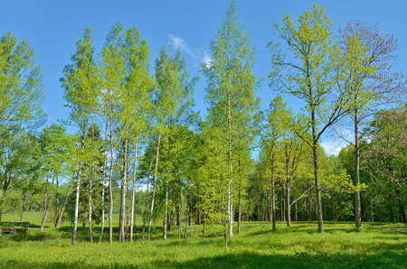 Sunny landscape in the forest.Colorful views of nature with green vegetation.の写真素材