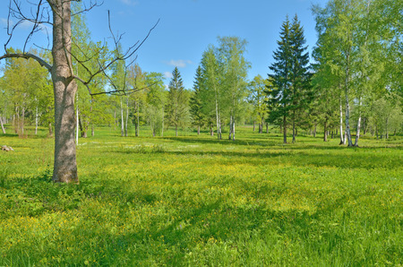 Sunny landscape in the forest.Colorful views of nature with green vegetation.の写真素材