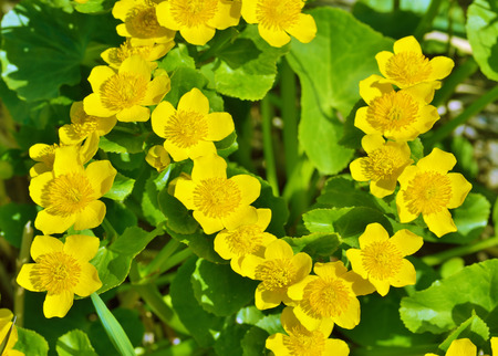Caltha palustris-marsh plant with yellow petals.Spring blooms brightly.の写真素材