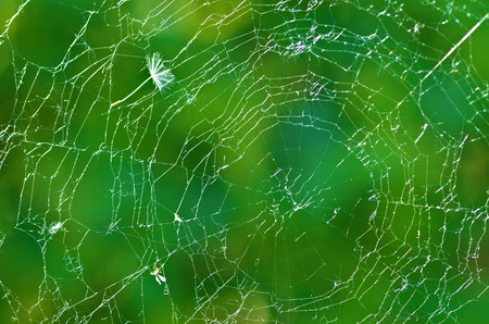 A web woven by a spider.It has a round shape of thin threads.の写真素材