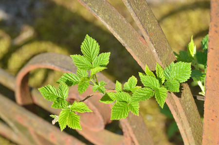 A young sprig of raspberries.She grew up in the spring on the background of an iron fence.の写真素材
