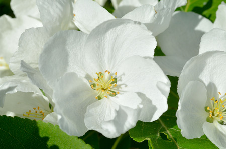 Apple tree blooming in spring.Flower petals are white.の写真素材