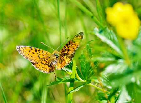 In the meadow grow various wild flowers.Butterfly drinks nectar from a flower.の写真素材