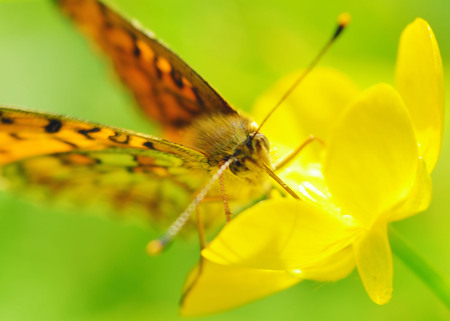 In the meadow grow various wild flowers.Butterfly drinks nectar from a flower.の写真素材
