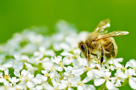 Bee collects pollen from a flower.With warming the life of insects became more active.の写真素材