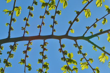 The symmetric branches in a tree.They form a regular geometric shape.の写真素材