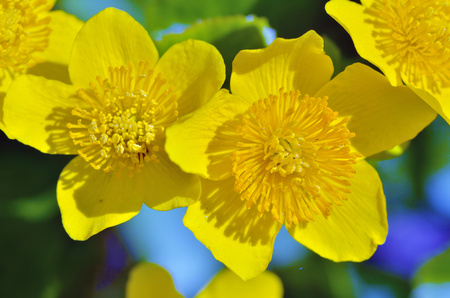 Caltha palustris-marsh plant with yellow petals.Spring blooms brightly.の写真素材