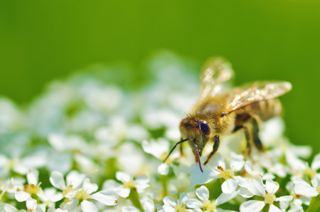 Bee collects pollen from a flower.With warming the life of insects became more active.の写真素材