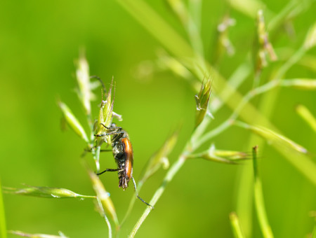 Beetle crawling on a stalk of grass .Insects are very active during the day.の写真素材