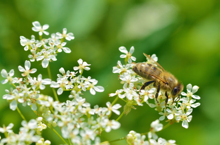 Bee collects pollen from a flower.With warming the life of insects became more active.の写真素材