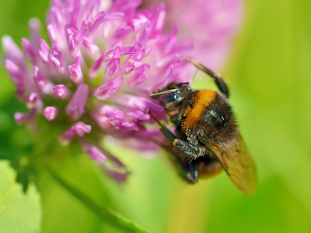 A bumblebee collects nectar from a flower.With warming the life of insects became more active.の写真素材