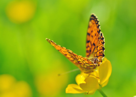 In the meadow grow various wild flowers.Butterfly drinks nectar from a flower.の写真素材