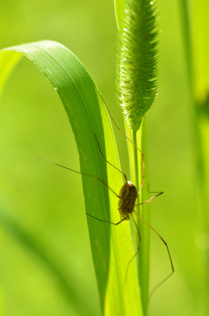 Spider sitting on the grass.He's looking for his victim.の写真素材