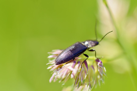 Beetle crawling on a stalk of grass .Insects are very active during the day.の写真素材