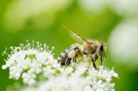 Bee collects pollen from a flower.With warming the life of insects became more active.の写真素材