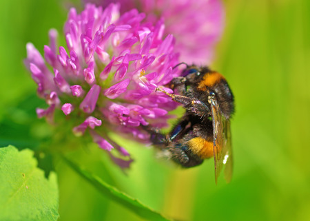 A bumblebee collects nectar from a flower.With warming the life of insects became more active.の写真素材