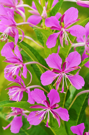 Beautiful flowers of epilobium.Ivan-tea blossoms beautifully in the summer in the meadow.の写真素材