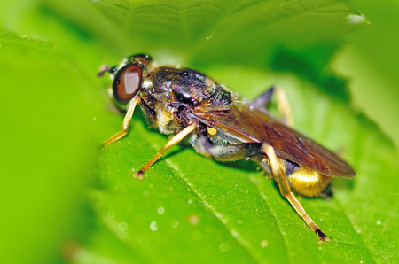 The insect sits in the shade of the grass on a wide leaf .の写真素材