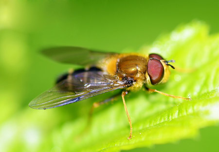 The fly sits on a green sheet.She drinks the morning dew drops.の写真素材
