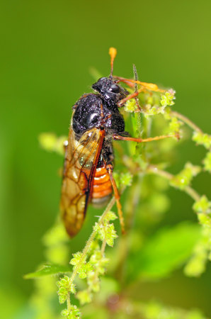 Meadow insect Cicada.They are very loud to chirp.Destroy crops in the fields.の写真素材