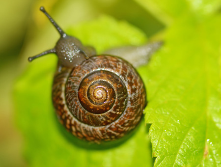 Snail sitting on a leaf of the plant.She eats the young shoots of leaves.の写真素材