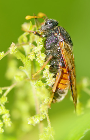 Meadow insect Cicada.They are very loud to chirp.Destroy crops in the fields.の写真素材