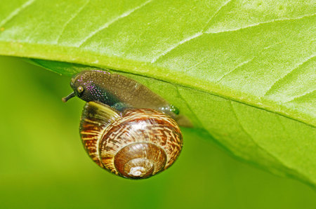 Snail sitting on a leaf of the plant.She eats the young shoots of leaves.の写真素材