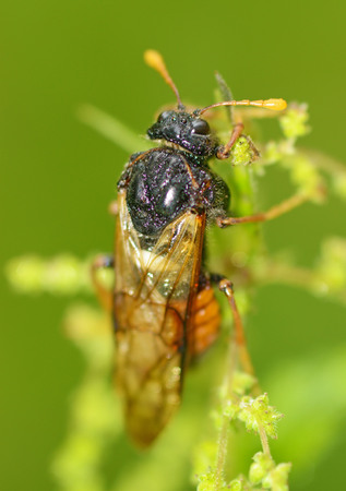 Meadow insect Cicada.They are very loud to chirp.Destroy crops in the fields.の写真素材