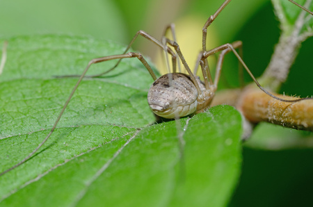 Spider sitting on the grass.He's looking for his victim.の写真素材