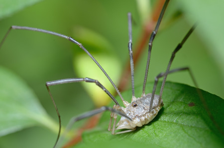 Spider sitting on the grass.He's looking for his victim.の写真素材