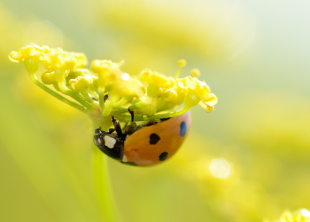 Ladybug on the plant flower.She has red wings with black spots.の写真素材