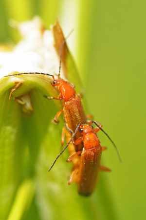 Mating season in insects.Insects are very active during the day.の写真素材