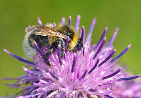 A bumblebee collects nectar from a flower.With warming the life of insects became more active.の写真素材